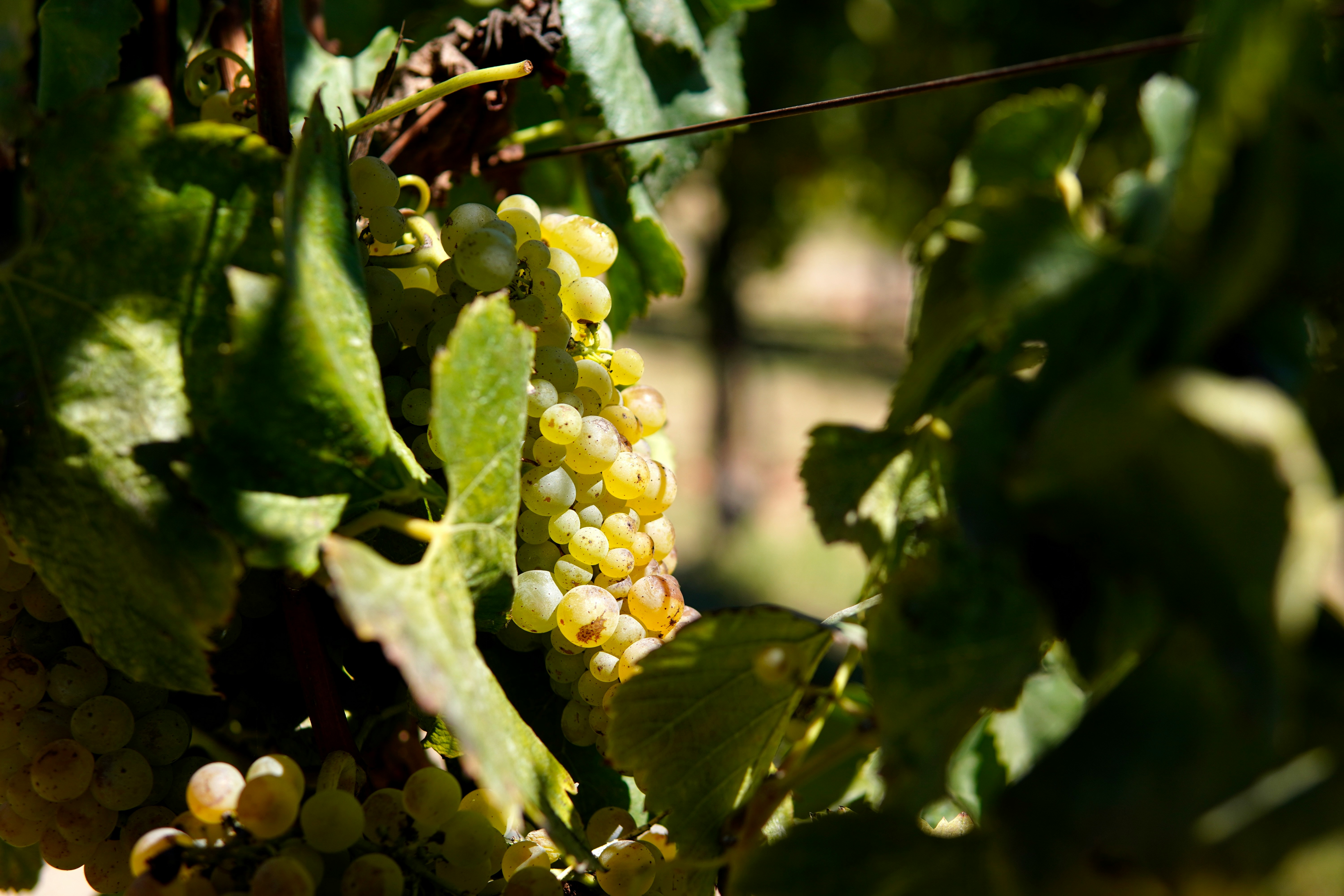 Laurentia Vineyard & Winery